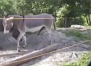 Two animals syncing up for a simultaneous orgasm
