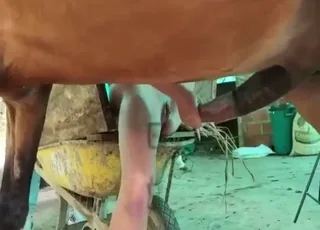 Good-looking lady playing around with a horse in long 8-min clip