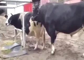 Raw cow mating clip with real results — 4 min