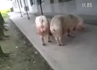 Pig mating clip with raw animal sex and strong orgasms