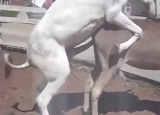 Two farm donks mating hard while farmers watch zoosex