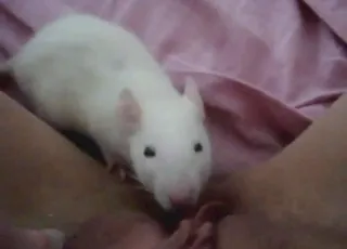 Happy white rat crawling inside vag — short zoo clip