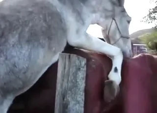Barcelona donkey deepthroats brown mare in raw zoo clip