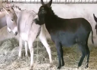 Donkey pissing on woman in short zoo sex clip