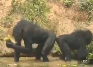 Monkey threesome: short raw clip of animals fooling around
