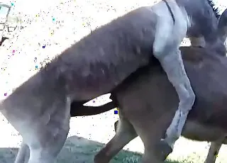 Wild outdoor zoo sex: two animals fucking hard in 39s