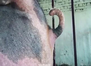 Farm beast goes doggy style with her in the field